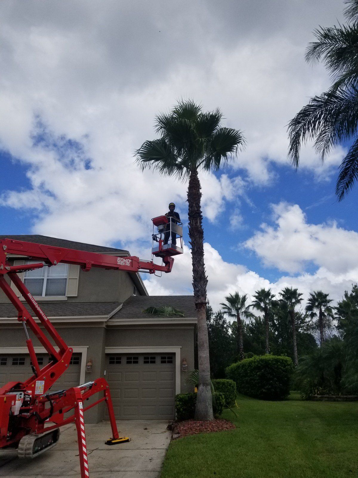 tree service