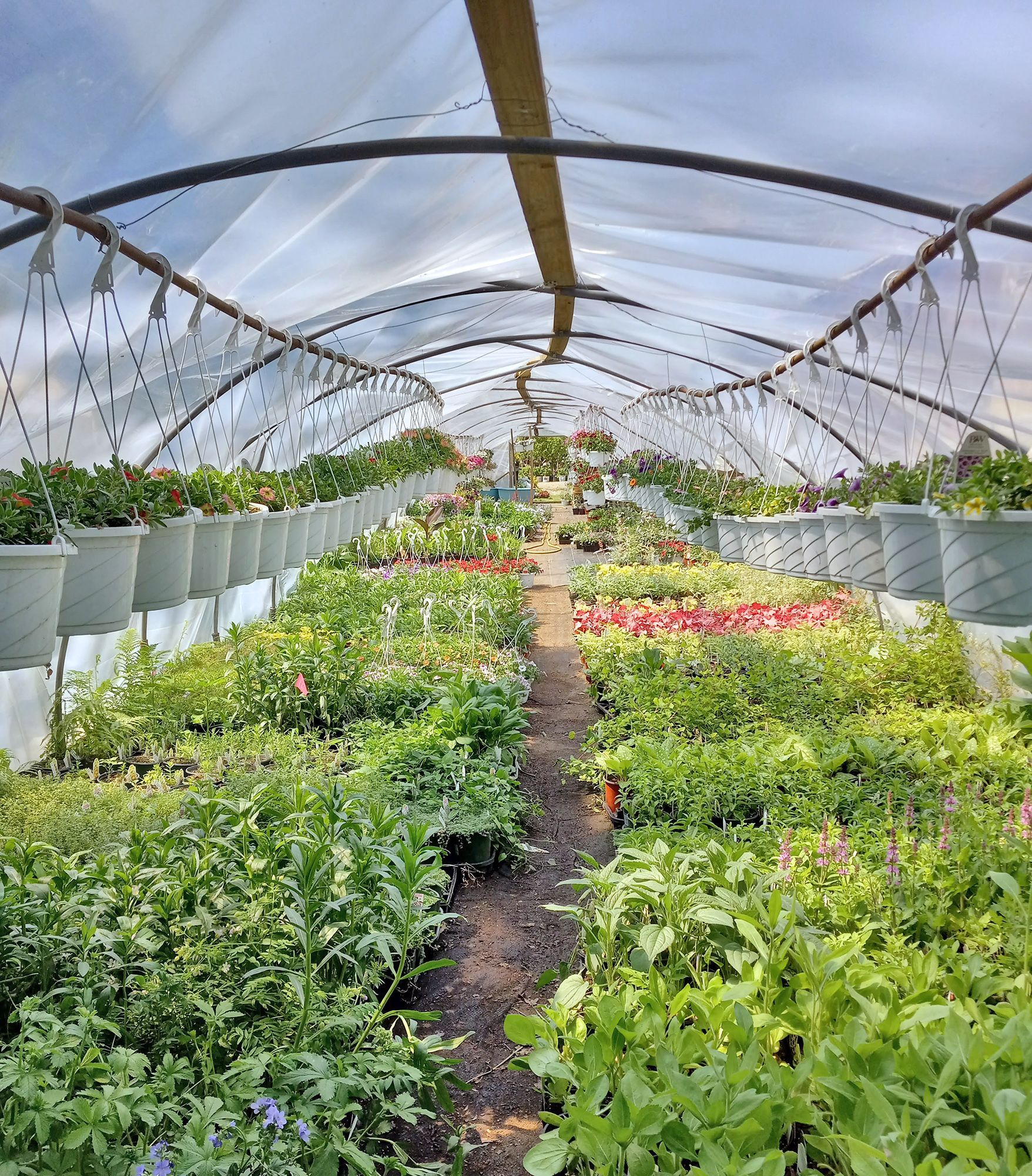 Plant Nursery Ladd's Garden Center South Windham, CT