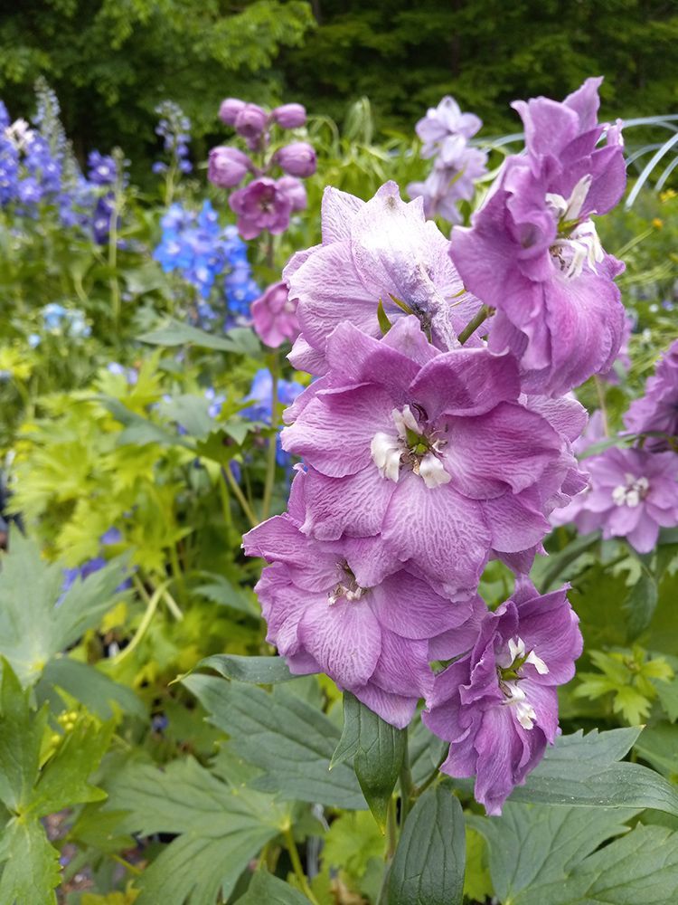 Plant Nursery Ladd's Garden Center South Windham, CT
