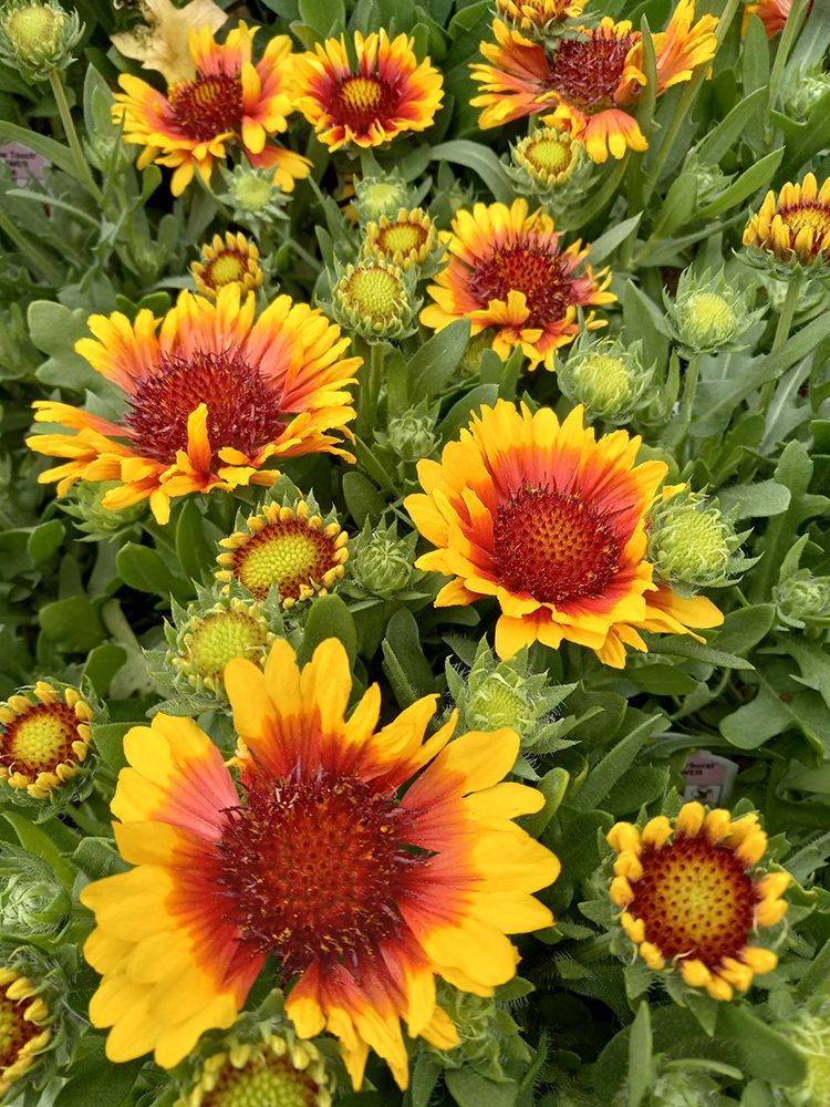 Plant Nursery Ladd's Garden Center South Windham, CT