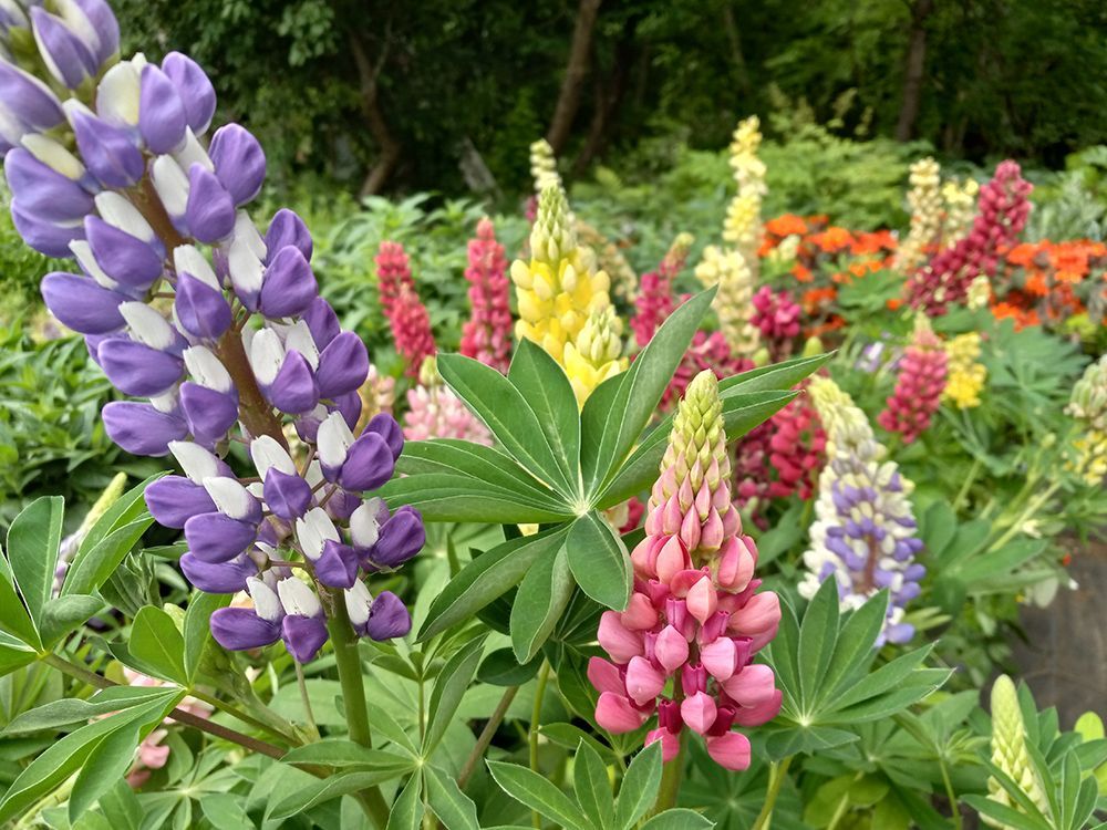 Plant Nursery Ladd's Garden Center South Windham, CT
