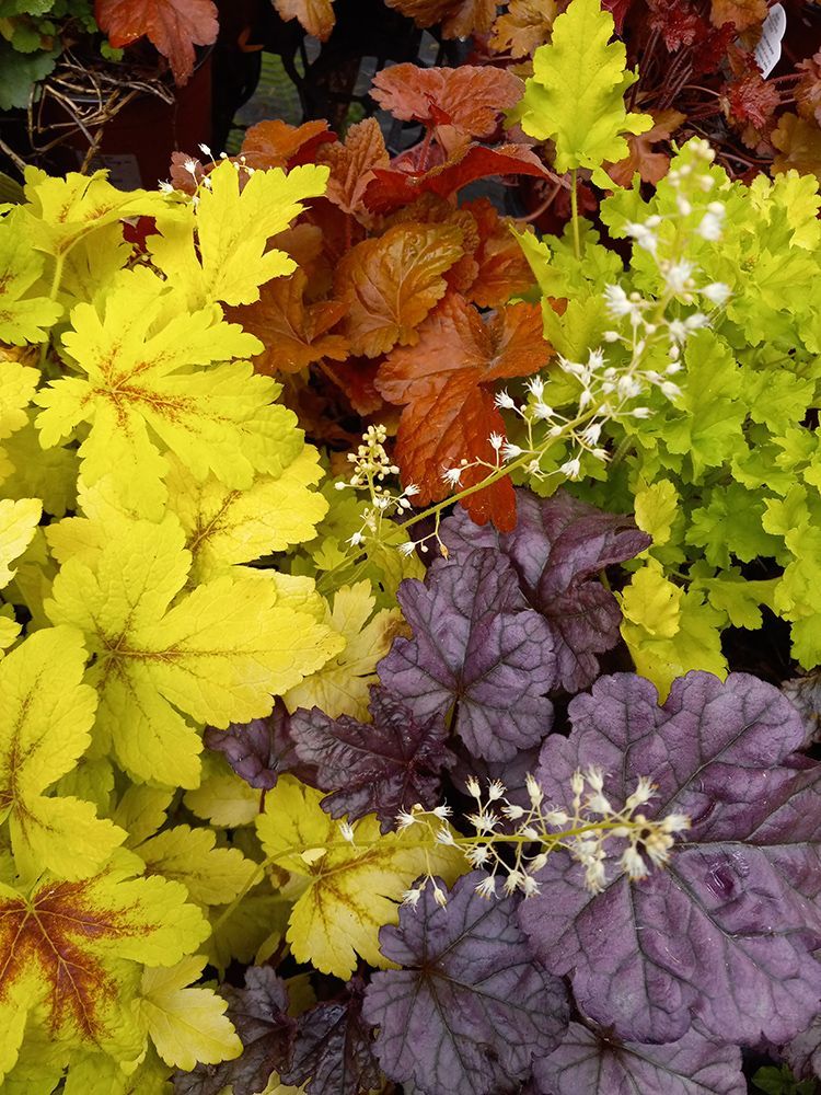 Plant Nursery Ladd's Garden Center South Windham, CT