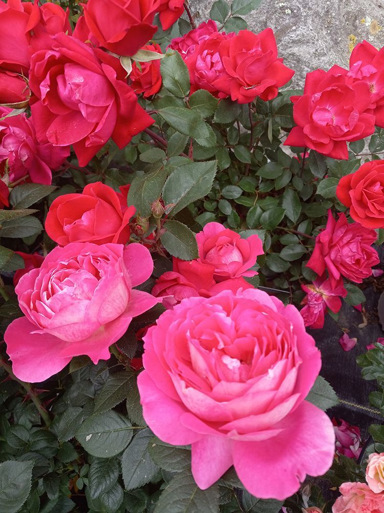 Plant Nursery Ladd's Garden Center South Windham, CT