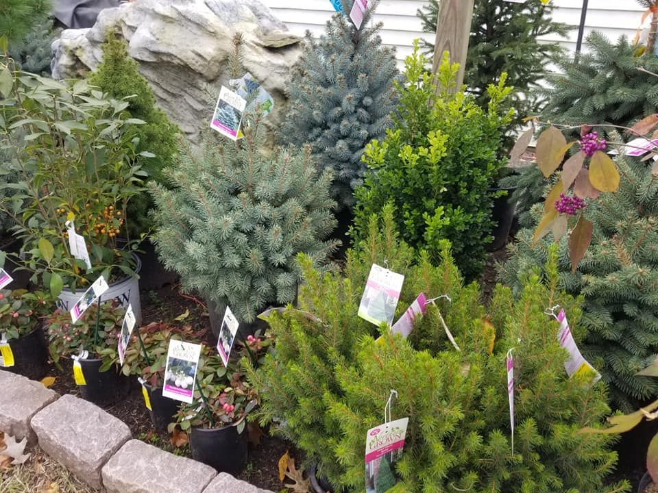 Plant Nursery Ladd's Garden Center South Windham, CT