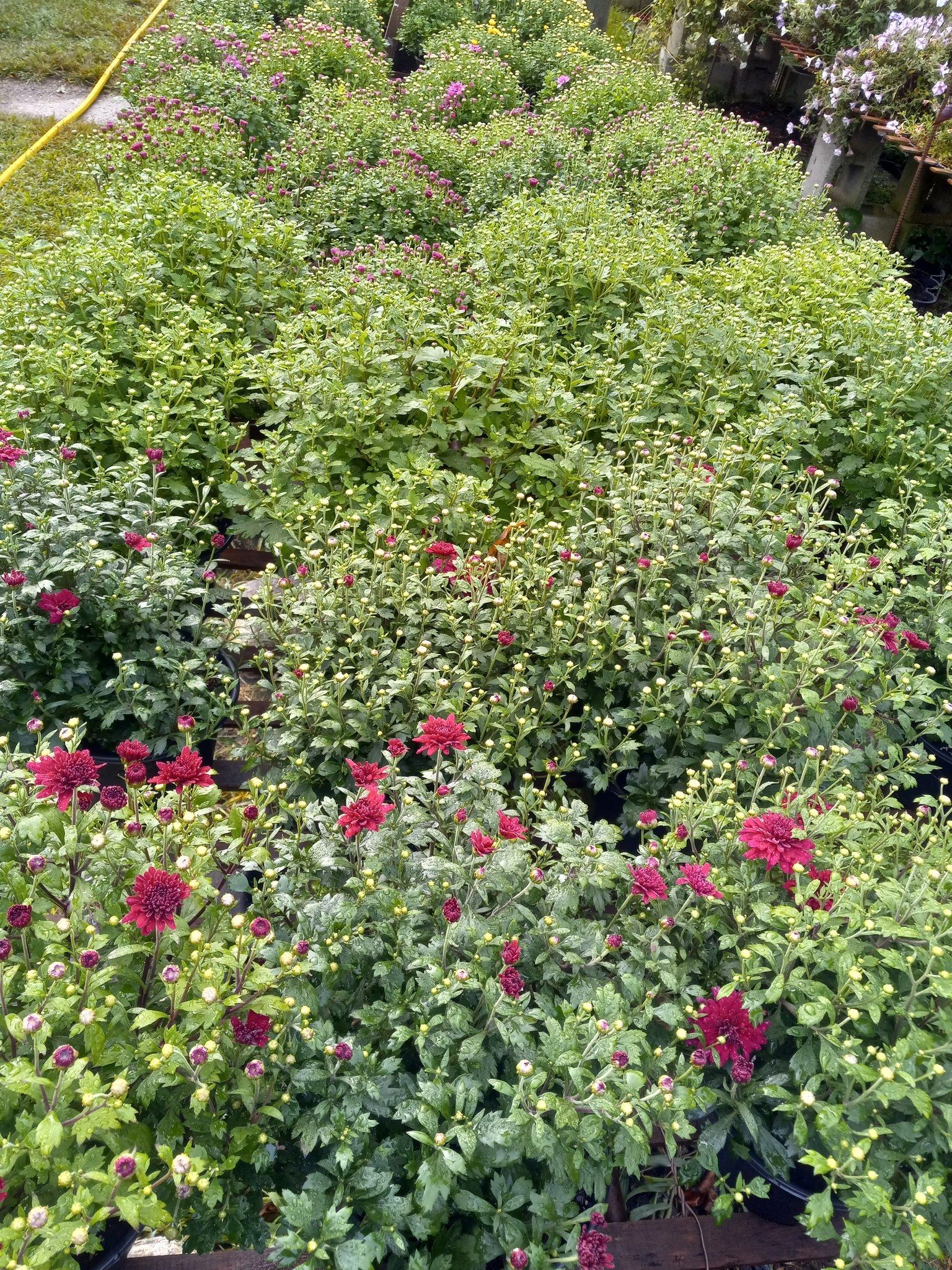 Plant Nursery Ladd's Garden Center South Windham, CT