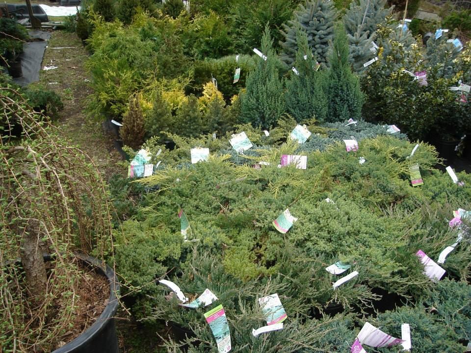 Tree Nursery South Windham, CT