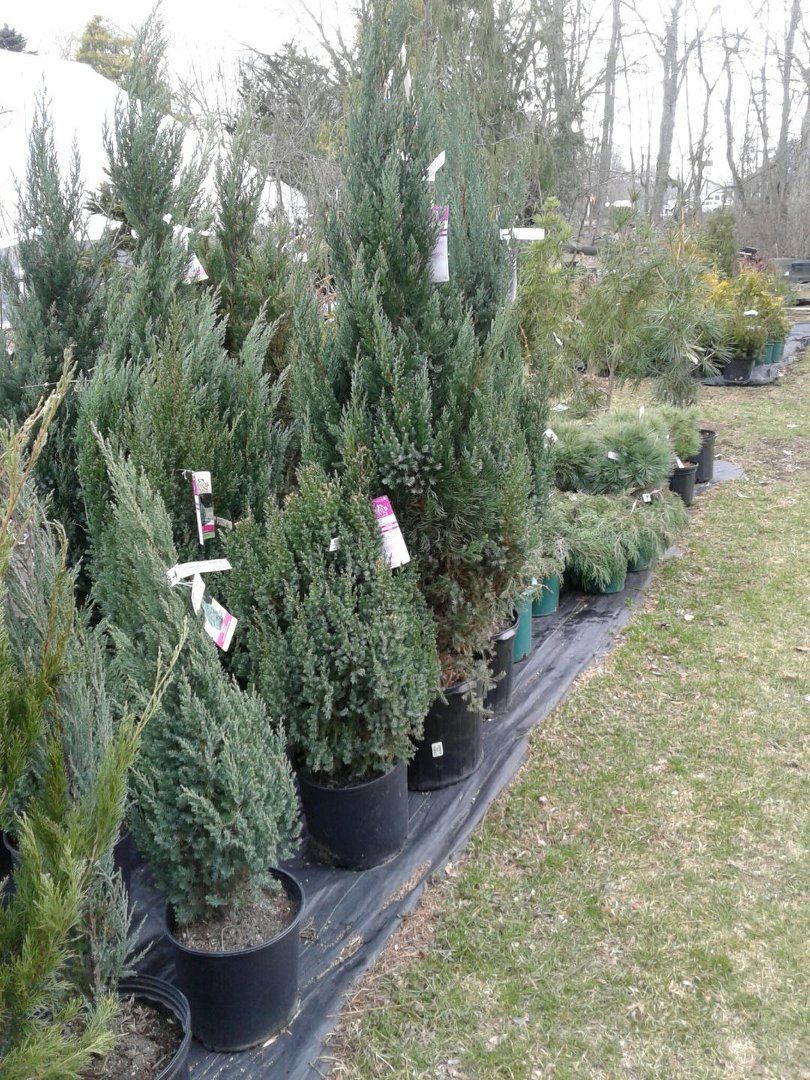Tree Nursery South Windham, CT