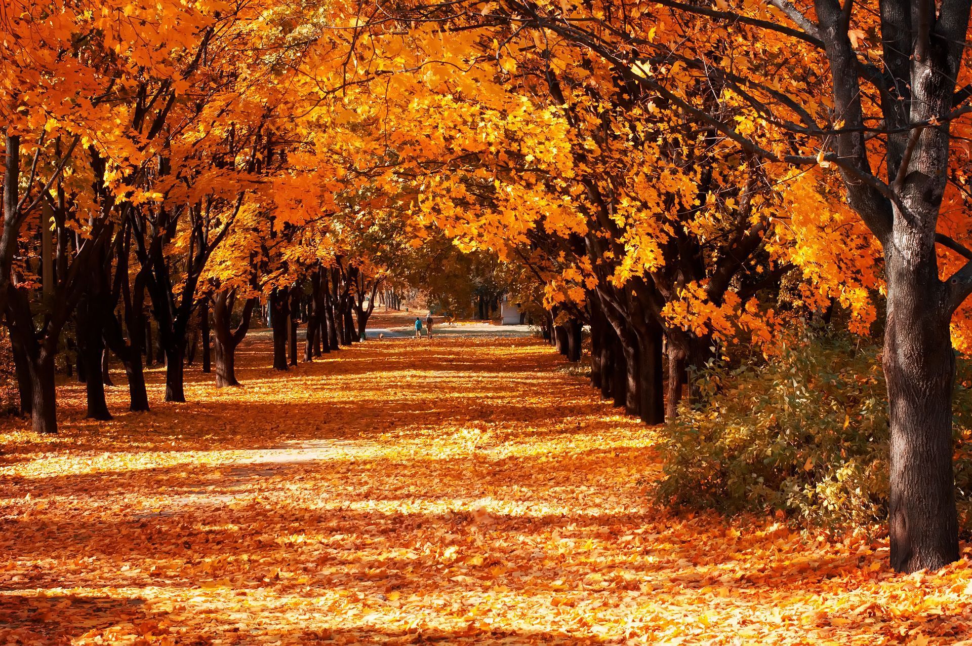 A tree-lined pathway covered in autumn leaves, with vibrant orange foliage.