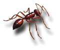 Fire Ant: Genus Solenopsis