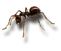 Argentine Ant: Iridomyrmex Humilis