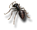 Carpenter Ant: Genus Camponotus
