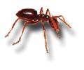 Odorous House Ant: Tapinoma Sessile