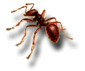 Pavement Ant: Tetramorium Caespitum