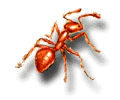 Thief Ant: Solenopsis Molesta