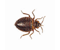 Bed Bug: Order Hemiptera