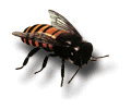 Honey Bee: Apis Mellifera