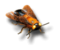Carpenter Bee: Genus Xylocopa