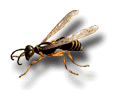 Wasps: Order Hymenoptera