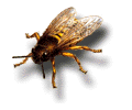 Bee: Order Hymenoptera