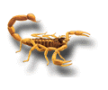 Scorpion: Order Scorpionida