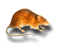 Norway Rat: Rattus Norvegicus