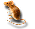 House Mouse: Mus Musculus