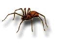 Brown Recluse Spider: Loxosceles Reclusa