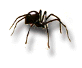 Black Widow Spider: Genus Latrodectus