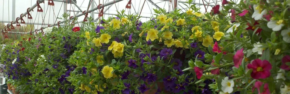 Plants