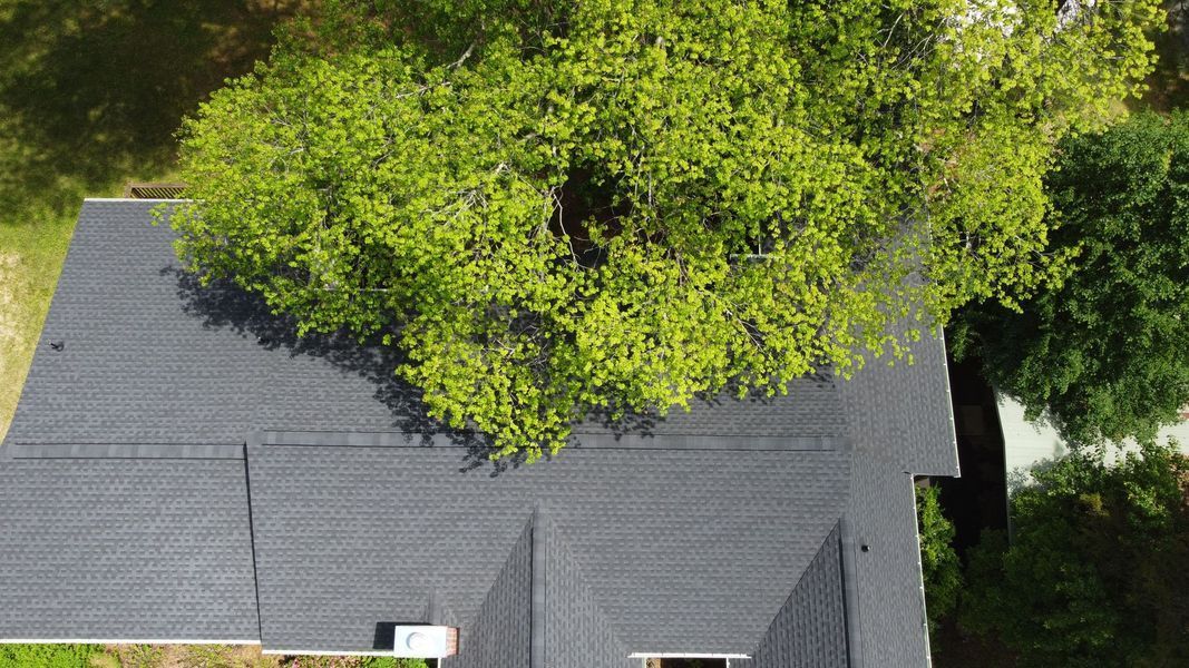 Overhead view of a gray shingled roof with a large tree growing through it.