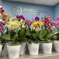 Orchid plants in white pots sit on a shelf in a dental office.