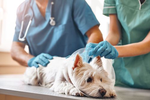 Three Chopt Animal Clinic