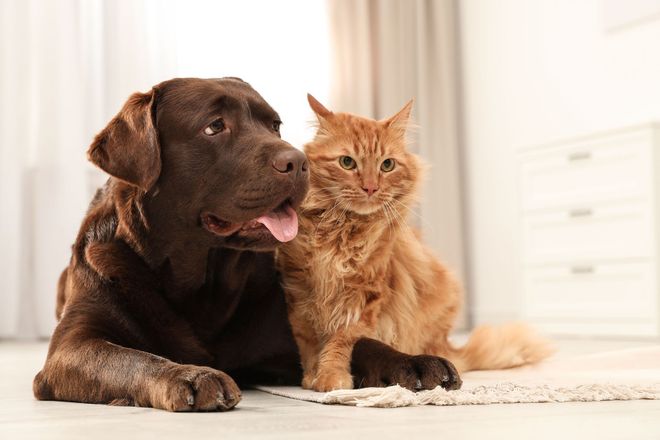 Three Chopt Animal Clinic