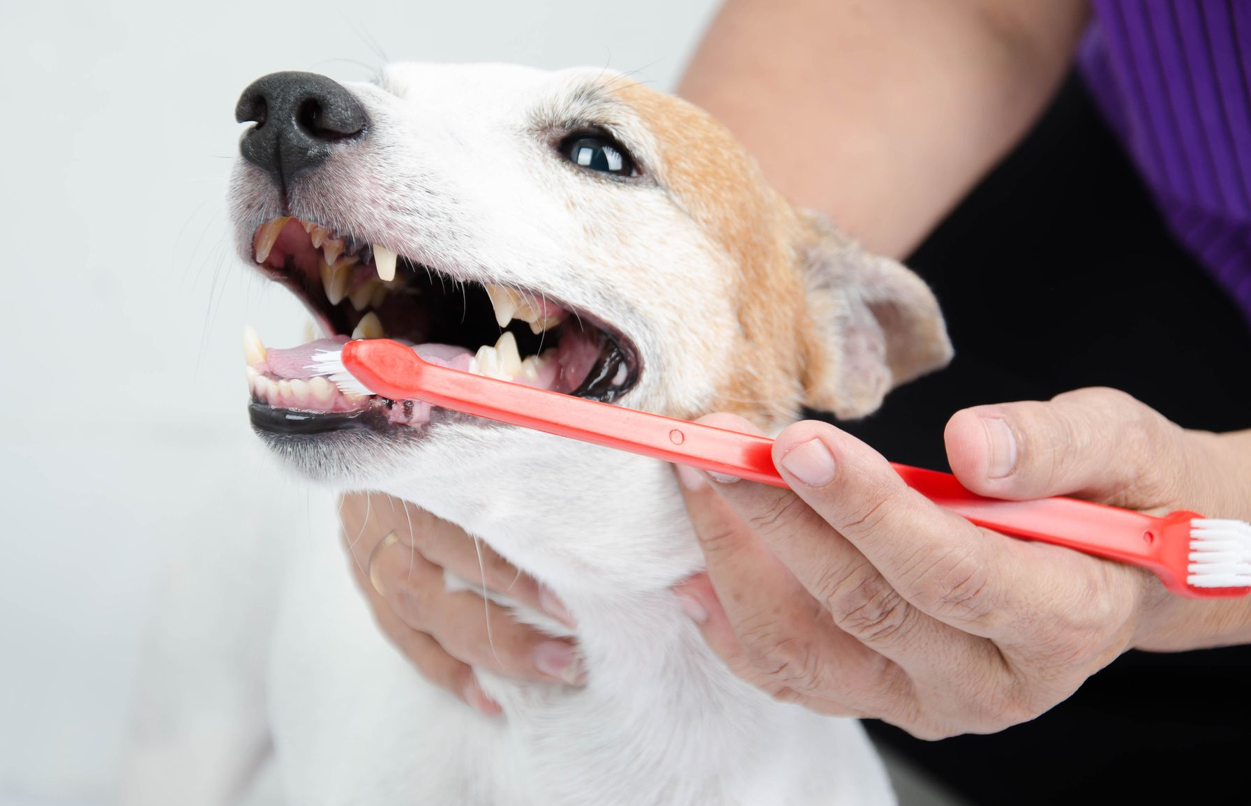 Three Chopt Animal Clinic