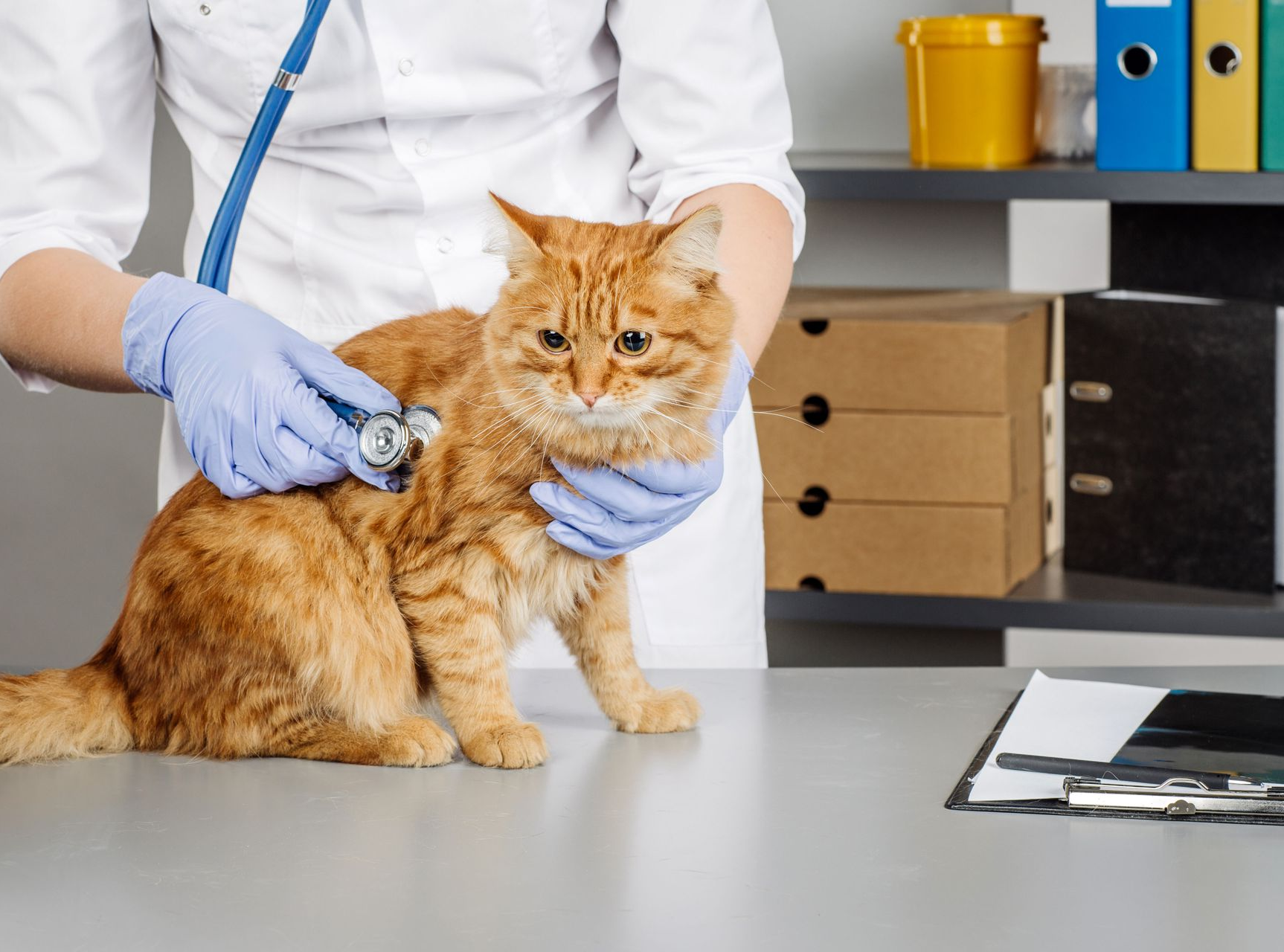 Three Chopt Animal Clinic