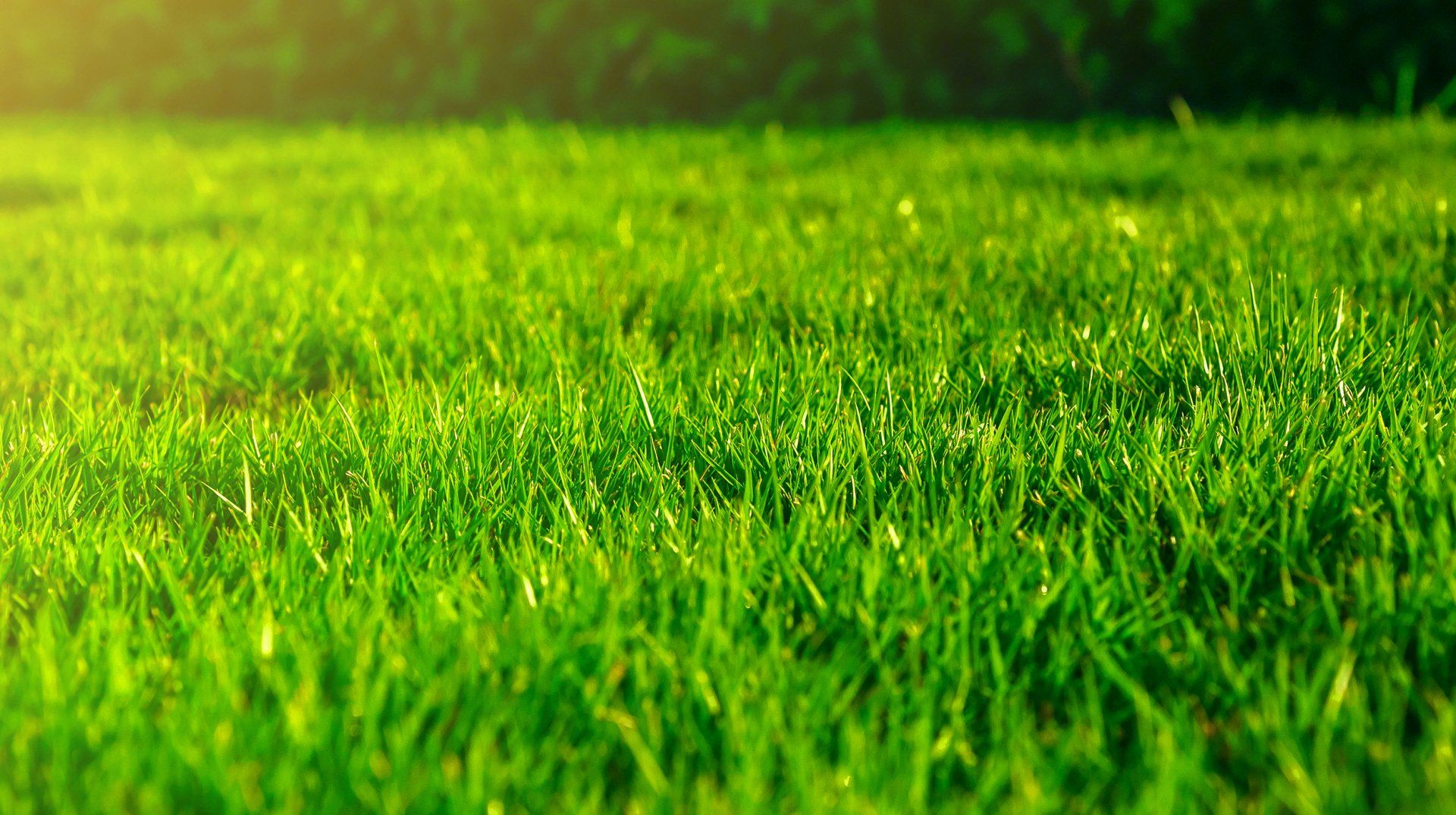 lawn-fertilizer-service-brighton-mi-south-lyon-mi