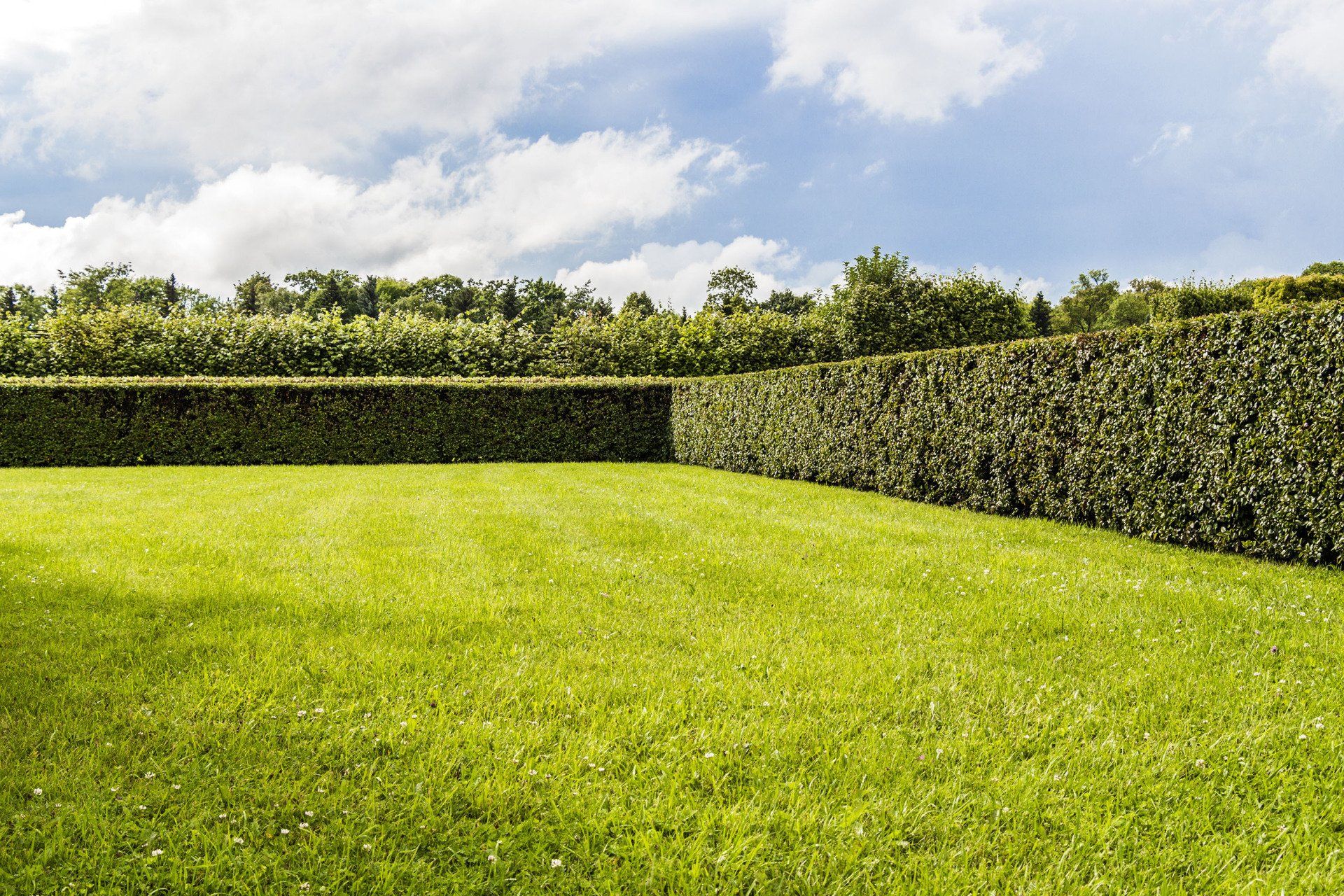 Healthy lawn