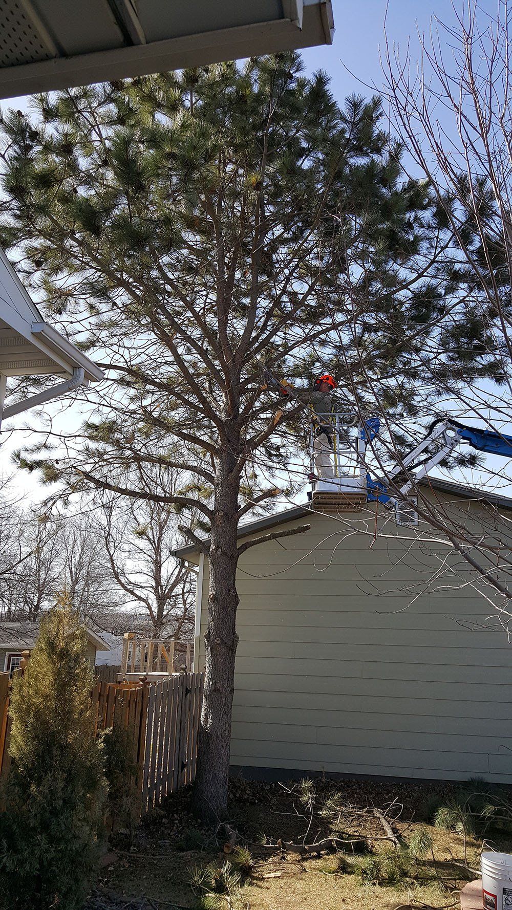 Tree Service