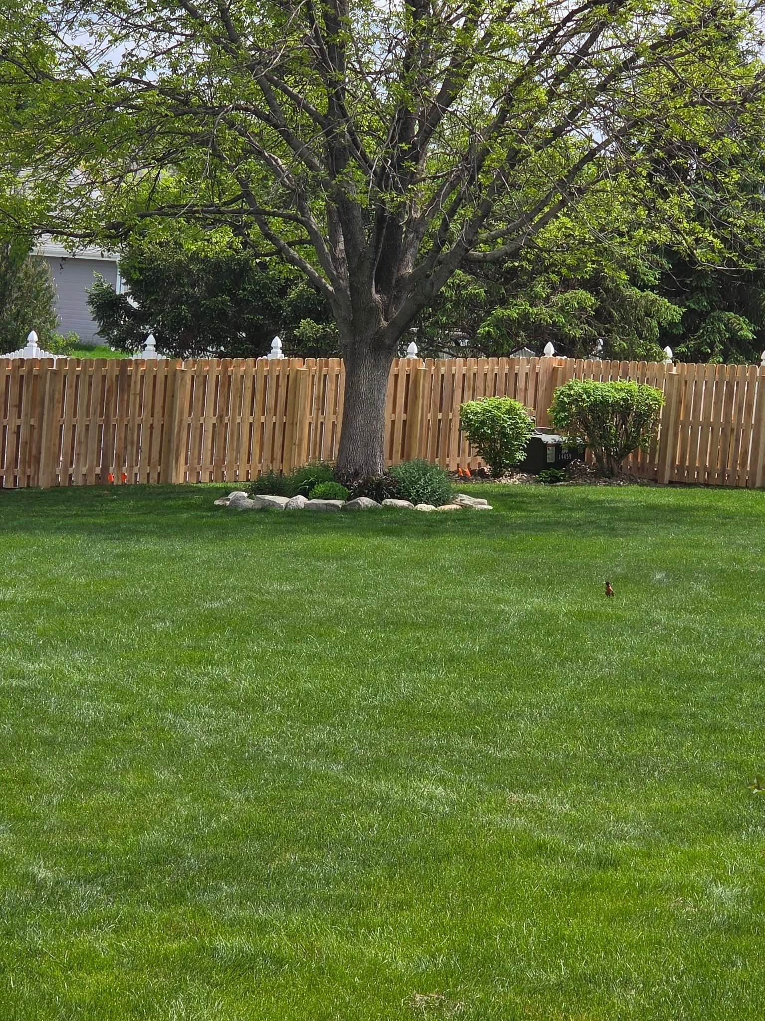 Sunny backyard with a large green lawn, wooden fence, and a tree with flower bed at the center.