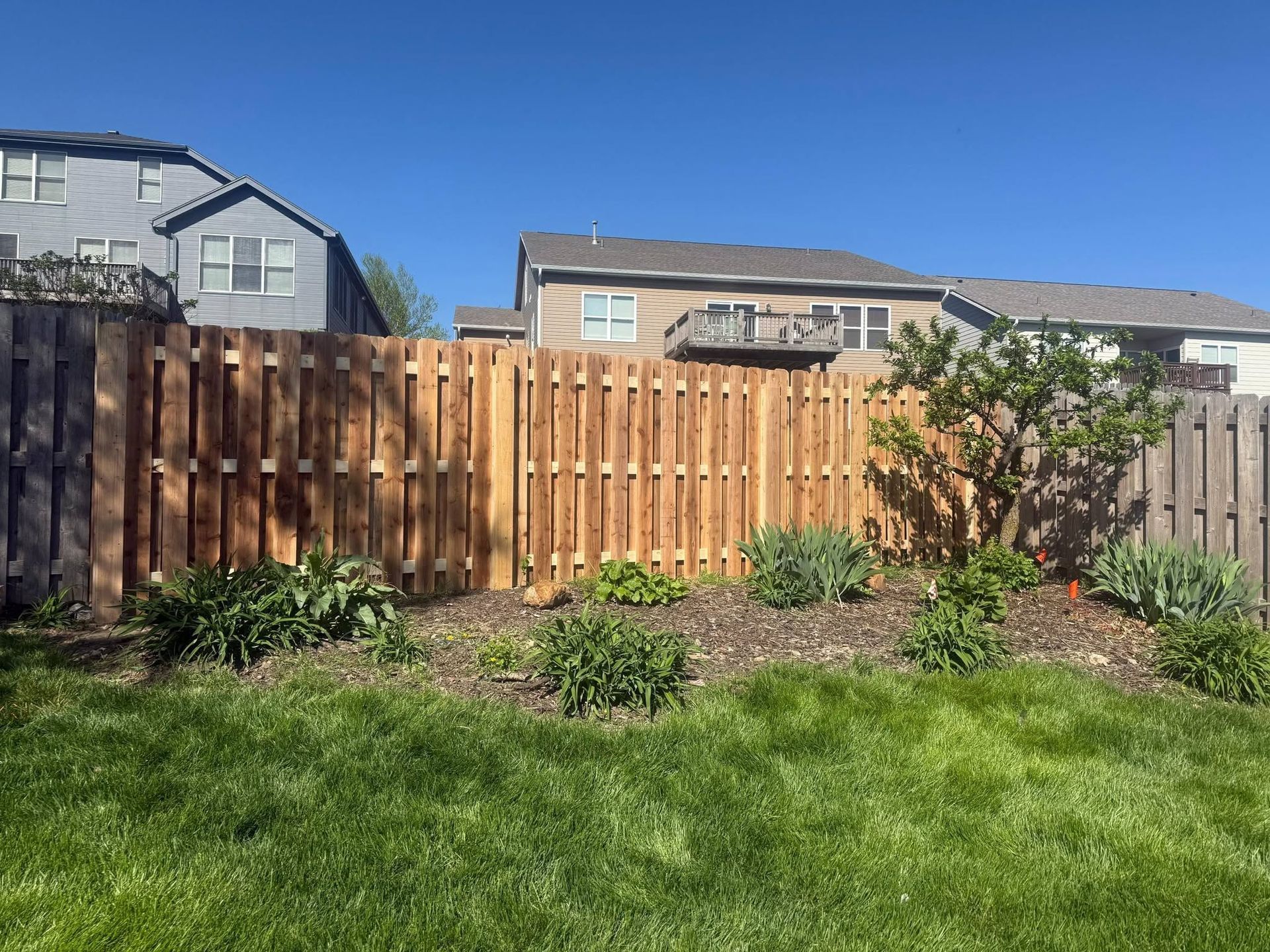 Backyard fence with a row of small shrubs and green grass in the foreground