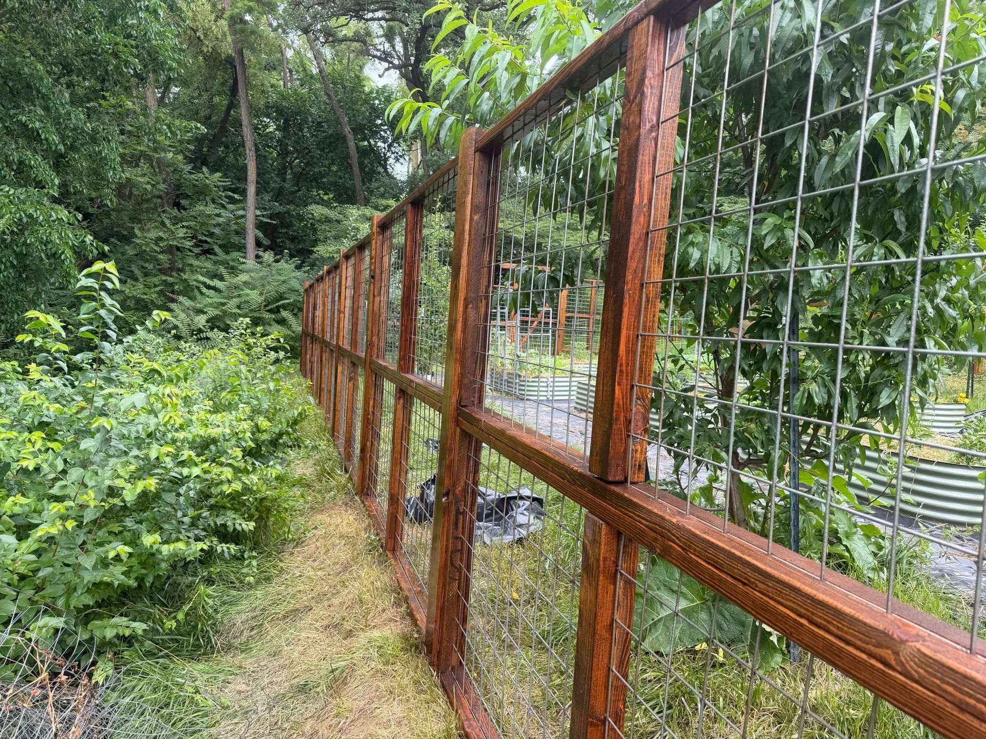 Rusty wire fence beside a lush green forest path