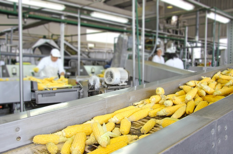Corn is being processed on a conveyor belt in a factory.