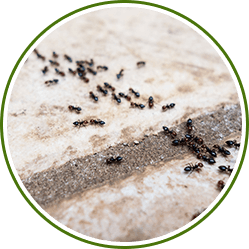 DOA Pesticide Service LLC Pest Control Chippewa Falls