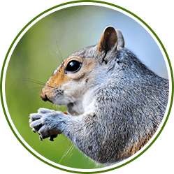 DOA Pesticide Service LLC Pest Control Chippewa Falls