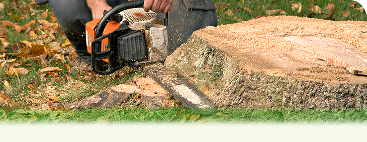 Tree removal using chainsaw