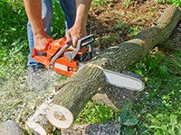 Man cutting tree into pieces