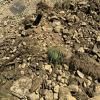 A close up of a pile of rocks and dirt.