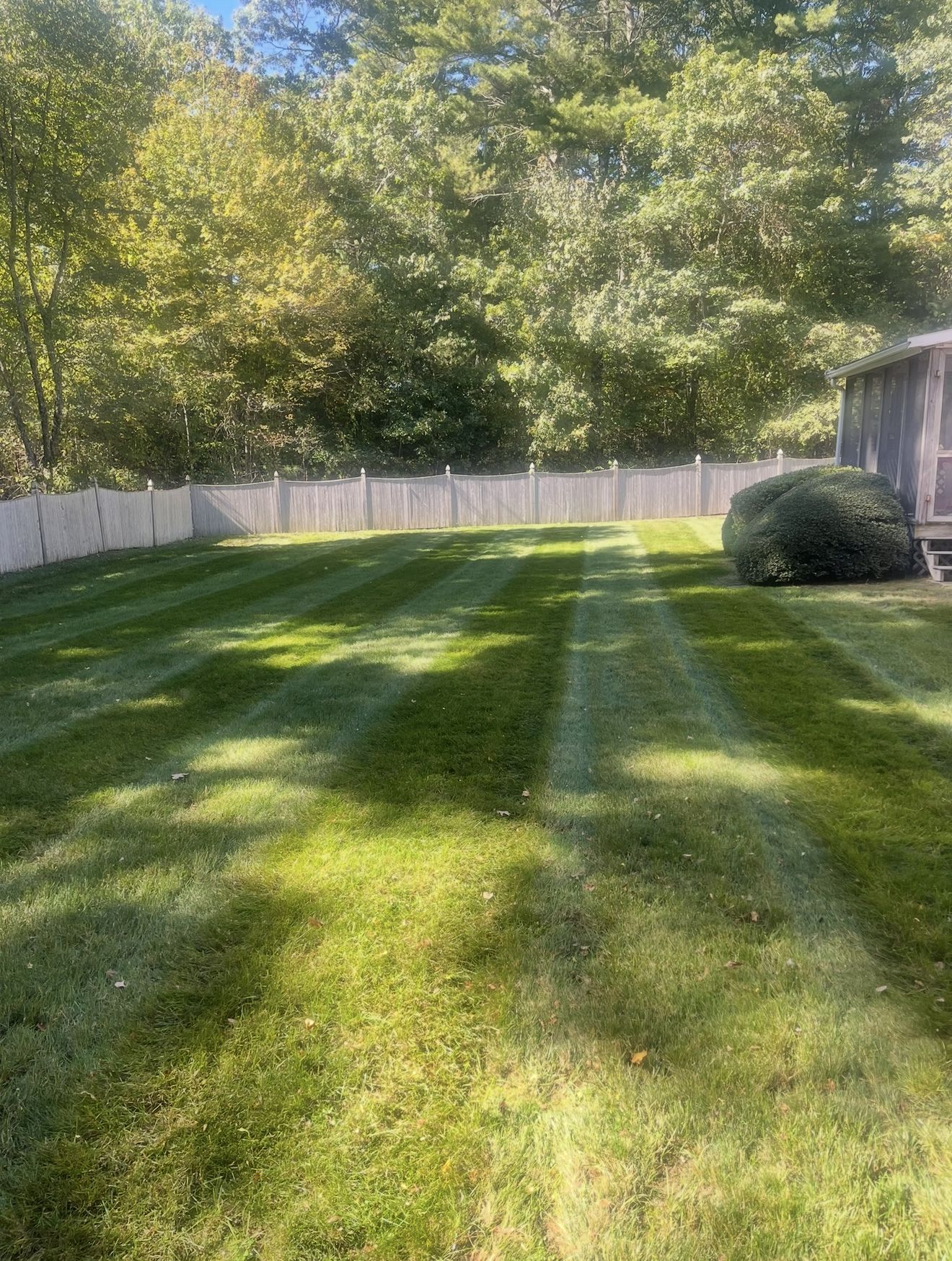 Green lawn with mowing stripes, white fence, trees in background, sunny day.