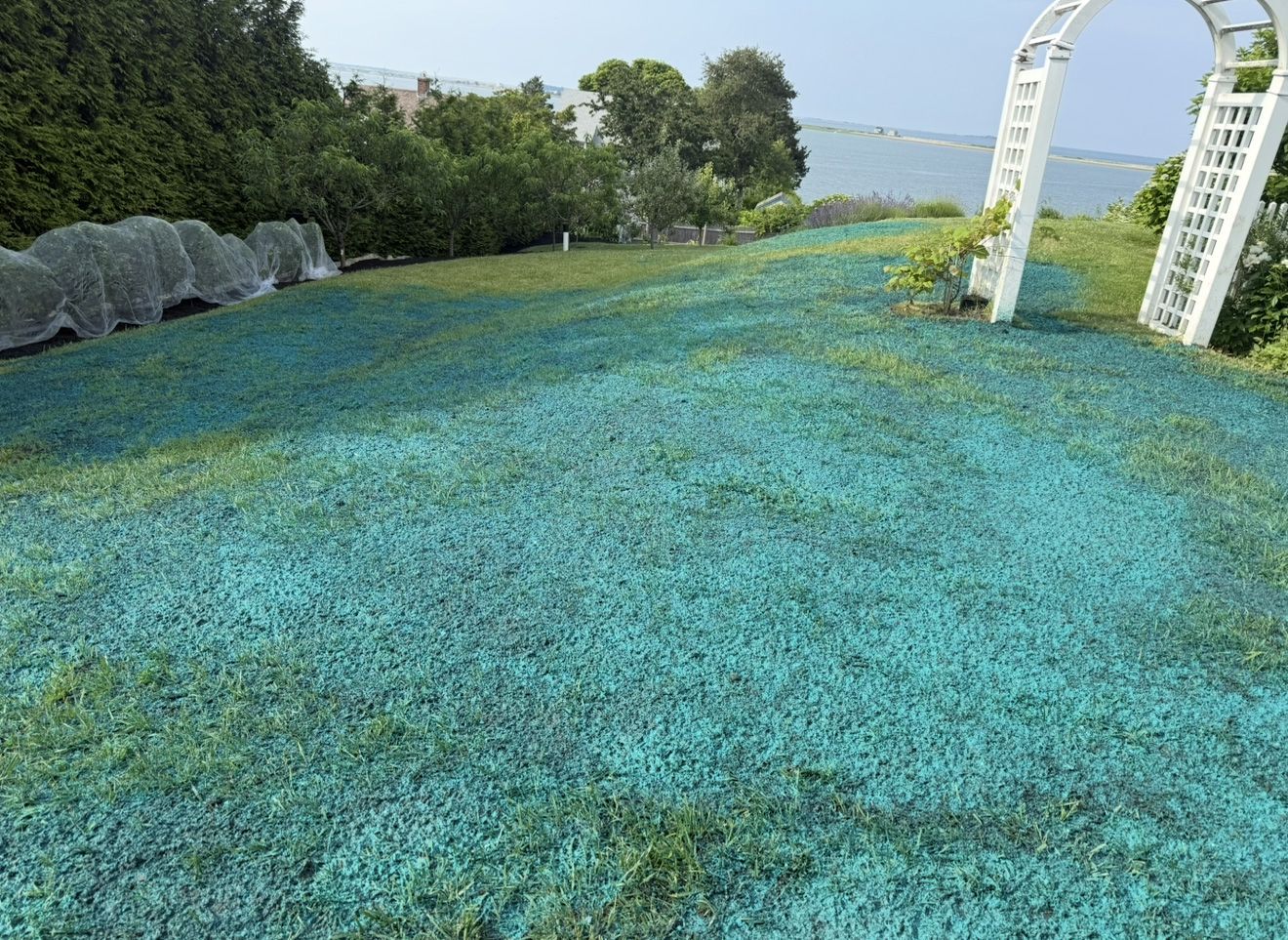 Lush green lawn with teal coloring, near white arbor, overlooking water under a blue sky.