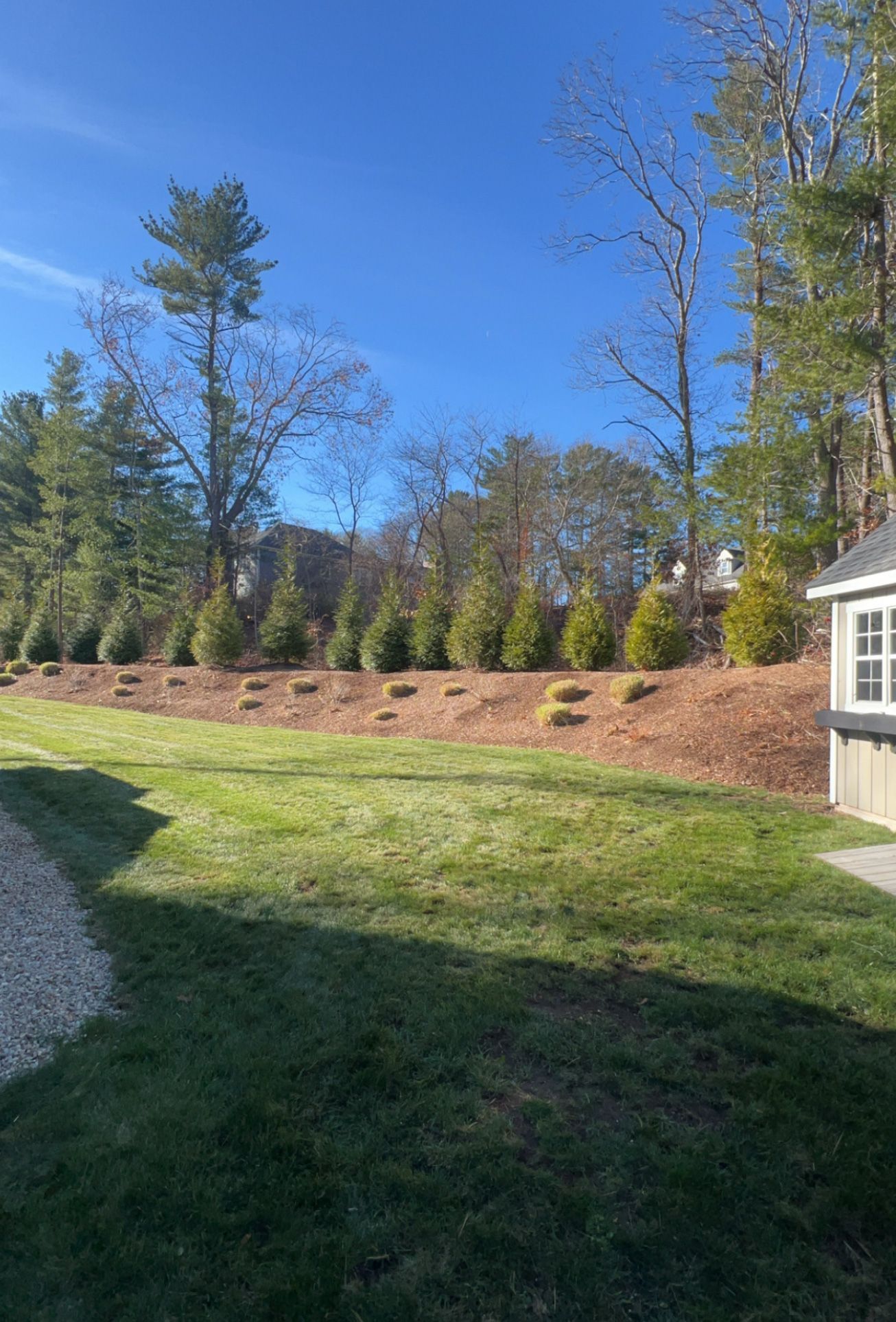 Lawn with a row of small trees planted on a hillside with blue sky and a small building.